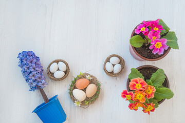 Easter holiday concept. Spring flowers in pots and bird nests with eggs on white wooden background. Space for text, top view