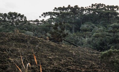 forest in autumn fallen araucaria