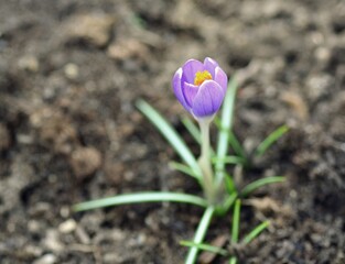 Obraz premium Spring crocus (Crocus vernus)