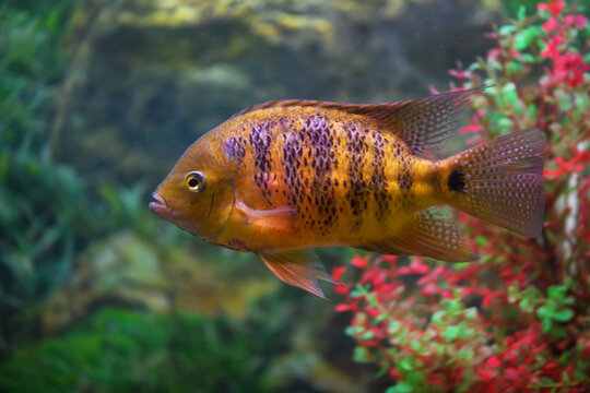Fish Cichlasoma bocourti in the aquarium (neetroplus bocourti, herichthys bocourti). Selective focus