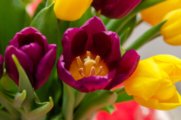 beautiful yellow and pink tulips