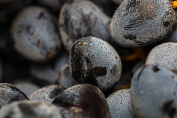 Close up of ripe grapes, background of grapes. © Vlad Ispas