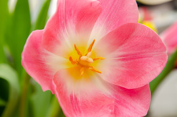 Fototapeta na wymiar beautiful white and pink tulips