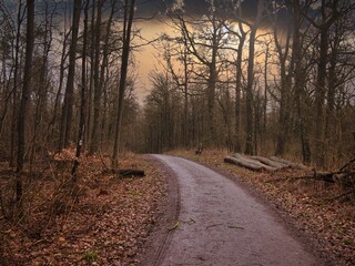Fototapeta premium Waldweg in der Dämmerung
