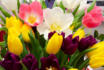 beautiful yellow and pink tulips