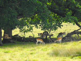 A herd of deer in the shade under a big tree and a fallen trunk