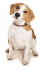 Beagle