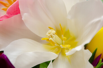Fototapeta na wymiar beautiful flowers white tulips