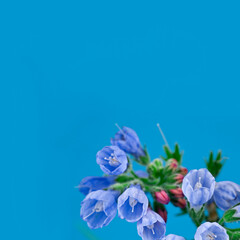 The Common Comfrey (Symphytum officinale) herb on a blue background. Text space.