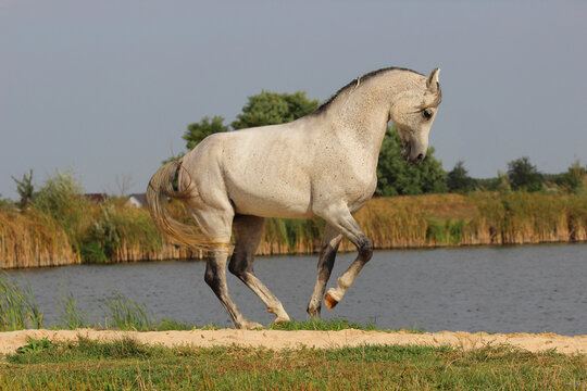 white horse running in the field, Thoroughbred Arab stallion dances, performs piaffe on the shore of the lake at large