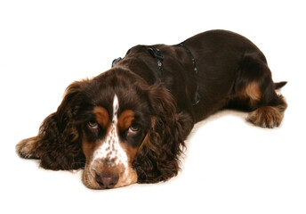 Cocker Spaniel