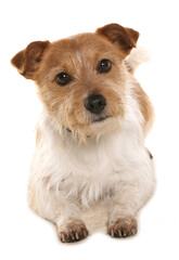 Jack Russell Terrier