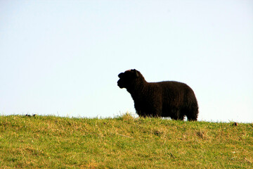 Ein schwarzes Schaf auf dem Deich in Dunsum. Schleswig-Holstein, Deutschland, Europa -  
A black sheep on the dike at Dunsum. Schleswig-Holstein, Germany, Europe