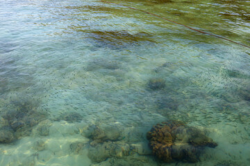 Close-up Sea surface and small fish for background.