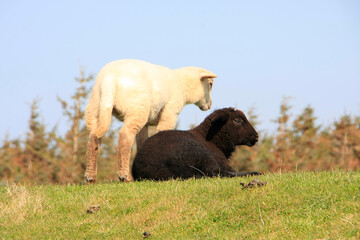 Ein schwarzes und ein weißes Schaf auf dem Deich in Dunsum. Schleswig-Holstein, Deutschland, Europa -  A black and a white sheep on the dike at Dunsum. Schleswig-Holstein, Germany, Europe