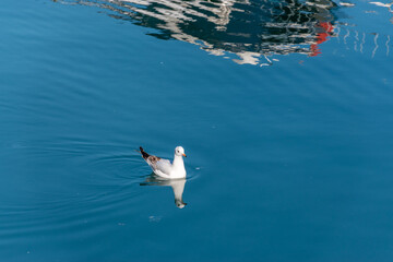 Single seagull landed on the sea during sunny day