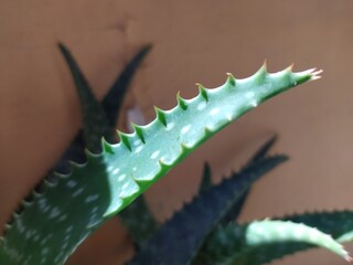 closeup of aloe vera leaf