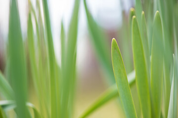 Daffodil green leaves in springtime, selective focus and shallow depth of field.