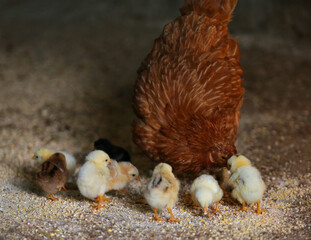 Chicken and chicks