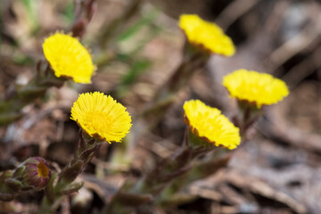 Yellow coltsfoot (Tussilago farfara) flowers in spring.