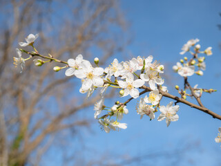 Beautiful white flowers of a Mirabelle tree (Prunus domestica syriaca) with a nice blue sky in the background