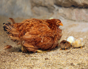 chicken and chicks © Zeina