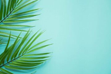 Fototapeta na wymiar close up top view on coconut tropical leaves on teal and cyan ole background with copy space for ads banner design in summer season concept 