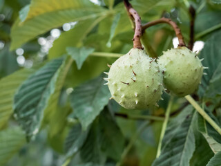 Capsule-shaped fruits with a green spiny shell of the horse chestnut tree (Aesculus hippocastanum)...