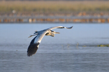 Fototapeta na wymiar Grey Heron Bird Is Flying Over The Wetland