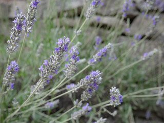 Macro view of gorgeous purple Lavender (Lavandula) flowers with their long stems forming a natural background in early spring