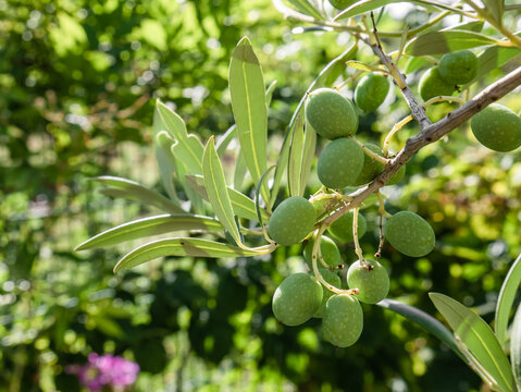Set of olives or green olives at the beginning of their fruit set on the branches of an olive tree (Olea europaea) on a sunny day in a beautiful garden background