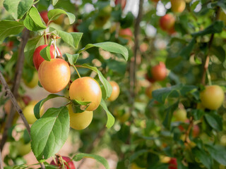 Wild plums (Prunus domestica var. Syriaca) yellow with reddish tones ripening on the branches of a wild tree waiting to be picked