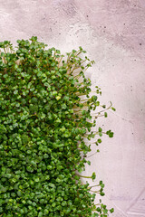 Close up image background with fresh microgreens