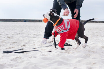 A funny puppy in clothes plays with the owner on the beach.