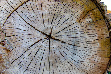 Ideal round cut down tree with annual rings and cracks. Wooden texture. Texture of a slice of a birch trunk.