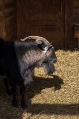 Fototapeta premium A large black horned goat with a beard stands in a corral