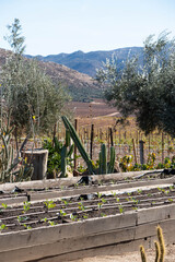 Raised bed garden in California