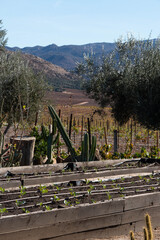 Raised bed garden in California