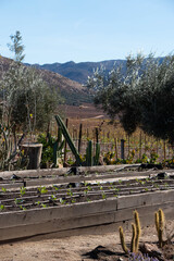 Food garden in Baja California