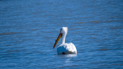 pelicans on the water