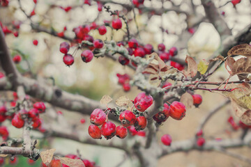 macro photography of red berries on a bush. Natural background. Flowers background. Beautiful neutral colors