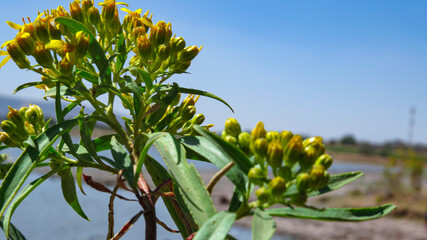 yellow flowers on blue sky background