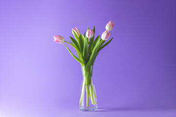 Bright pink white colorful tulips flowers blooming. Holiday bouquet on violet background