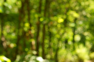green leaves background