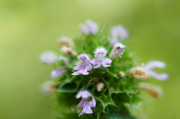 flowers in the garden