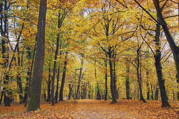 autumn park with yellow trees and yellow grass in ingolstadt city bavaria germany
