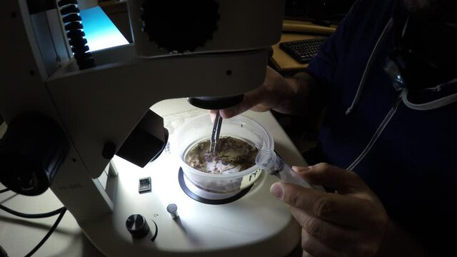 Biologist examining insect samples at night