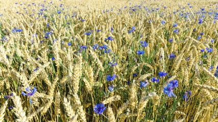Wheat field with cornflowers flowers. Rustic landscape overlooking a rye field with numerous...