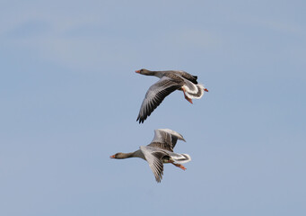 Obraz premium The greylag goose or graylag goose (Anser anser).