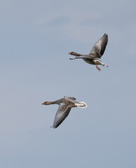 The greylag goose or graylag goose (Anser anser).